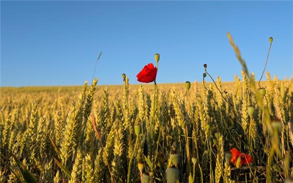Mohnblume in der Morgensonne (aufgenommen von Eva Althoff-Nüßle aus Herrenberg)