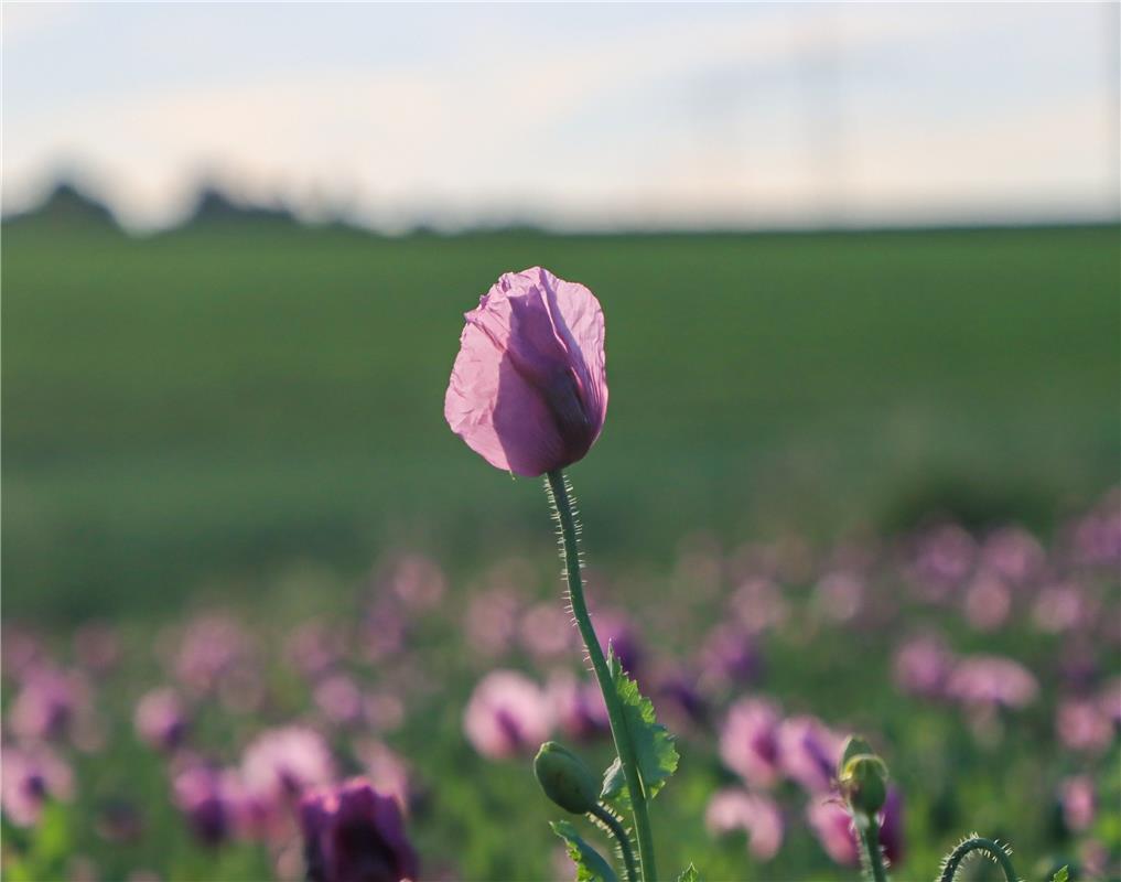 Mohnblumen... Von Natalie Politz aus Hildrizhausen.