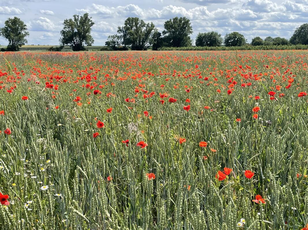 Mohnblumen im Kornfeld. Von Helga Schmickl aus Herrenberg.