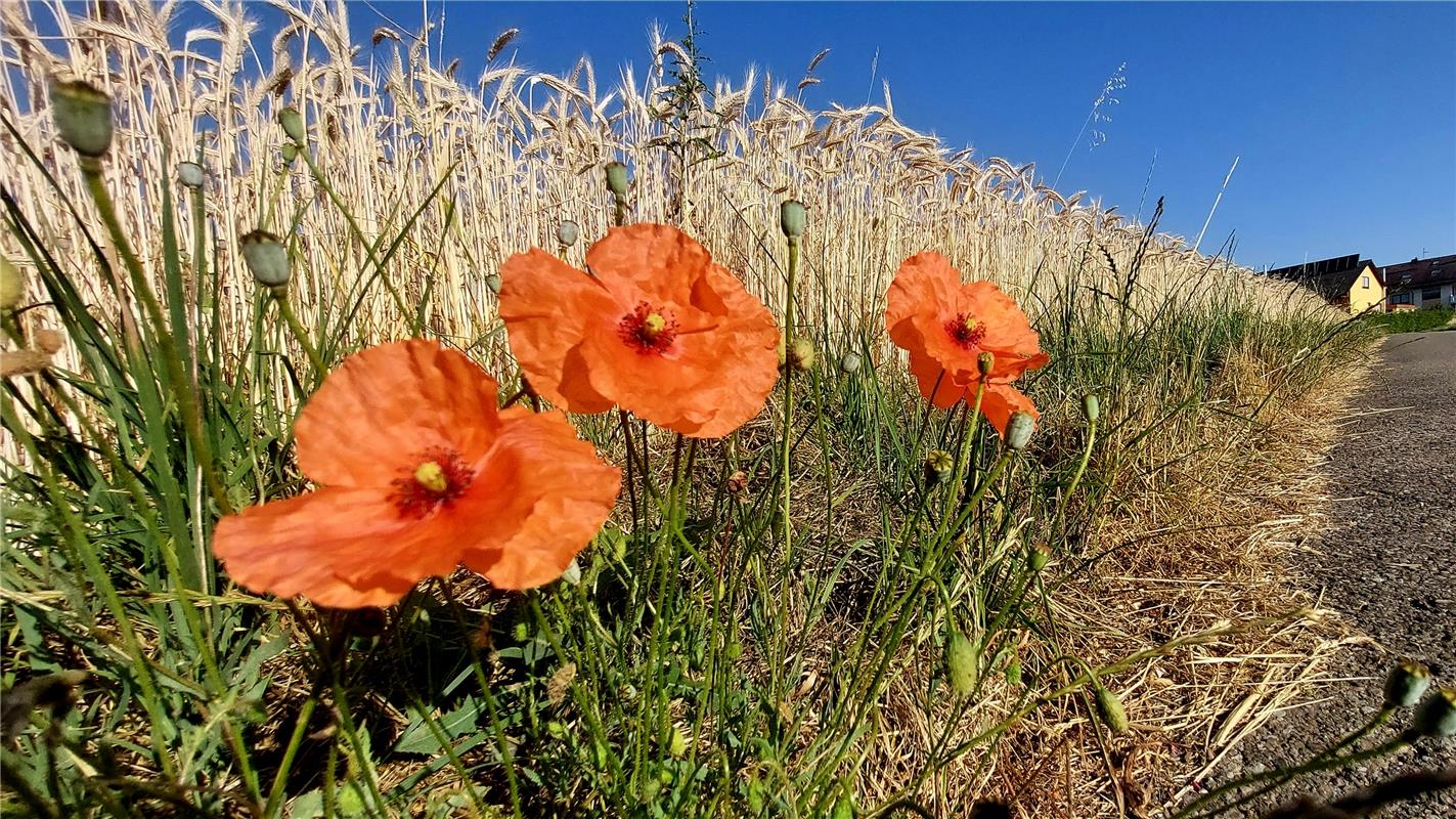 Mohnblumengrüße auf dem Weg nach Affstätt.  Von Martin Allgeier aus Herrenberg. 