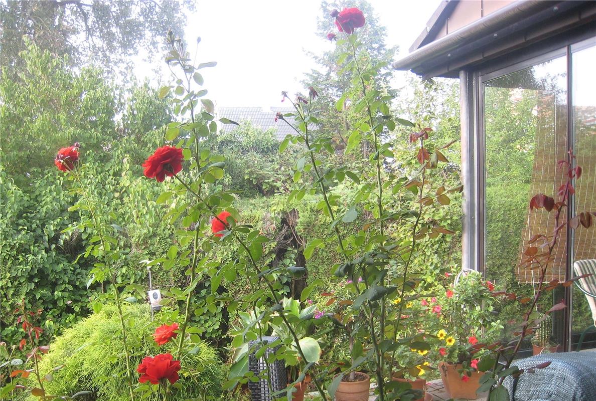 Morgendliche Herbstschau mit Blick in den Garten. Von Frank Winter aus Gäufelden...