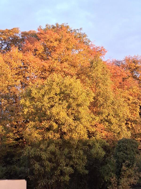 Morgendliche Herbststimmung am Kieferpark Gärtringen.  Von Ursula Zachmann aus G...