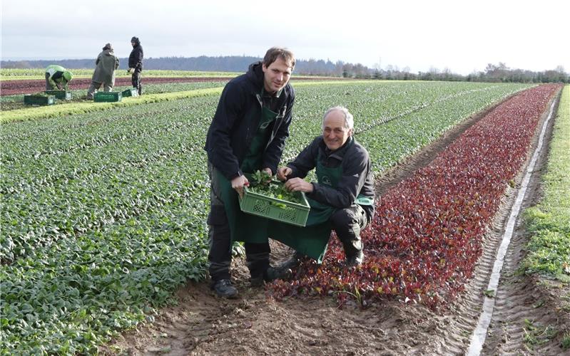 Moritz (links) und Friedrich Rapp bei der Salaternte im DezemberGB-Foto: Bäuerle