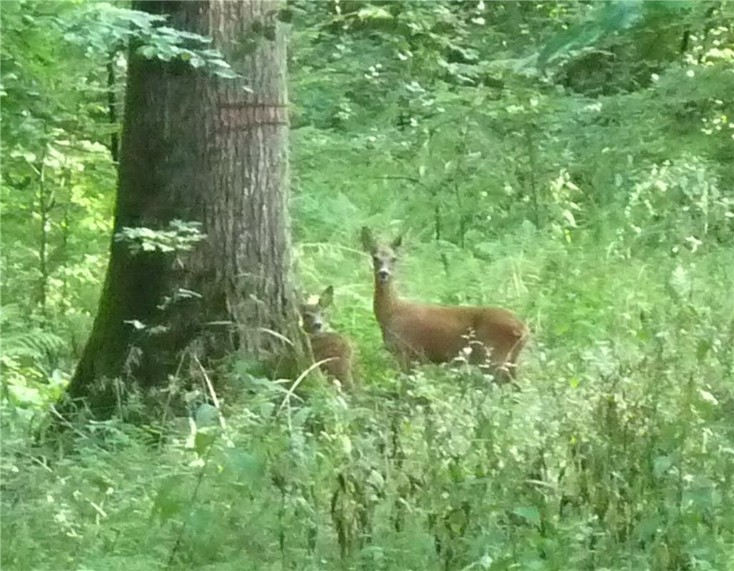 Mutter-Kind-Beziehung im Nebringer Wald. Dokumentiert von Brita und Jürgen Bös. 