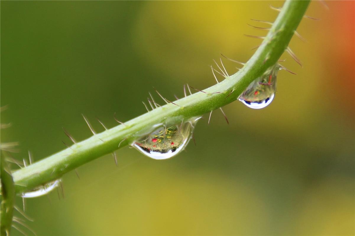 Nach dem Regen spiegelt sich das Feld in den Wassertropfen am Stängel einer Mohn...