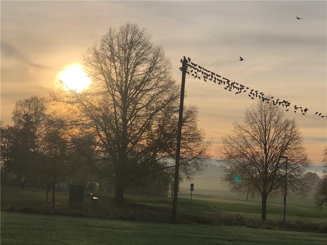 Nach der ersten kalten Nacht wärmen sich die Vögel in der Morgensonne. Von Raine...