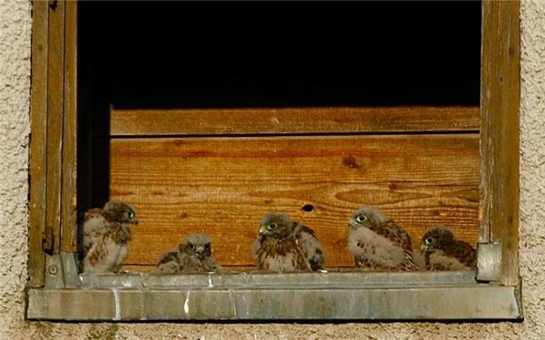 Nachwuchs bei den Turmfalken in der Stiftskirche (fotografiert von Christoph-Öhm Kühnle aus Herrenberg)