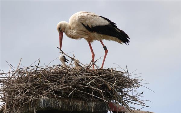 Nachwuchs bei den Weißstörchen in Altingen (fotografiert von Axel Alt)