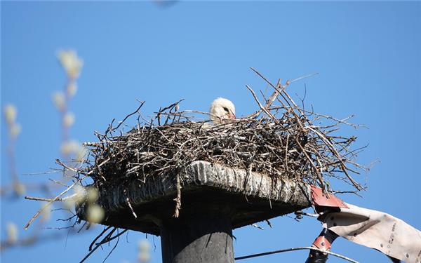 Nachwuchs beim Nachwuchsüberbringer (fotografiert von Axel Alt in Altingen)