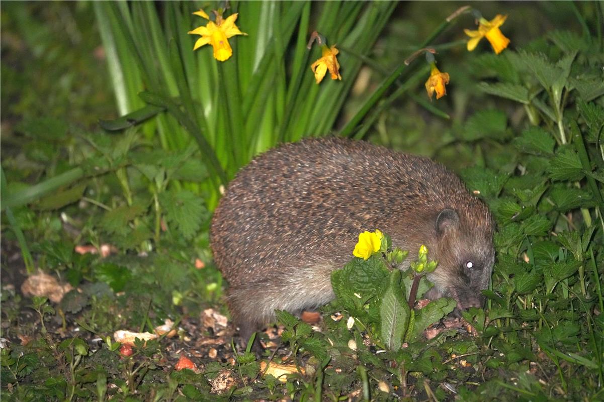 Nächtlicher Osterhase in den Osterglocken am 1. April!!  Von Sieghard Gillich au...