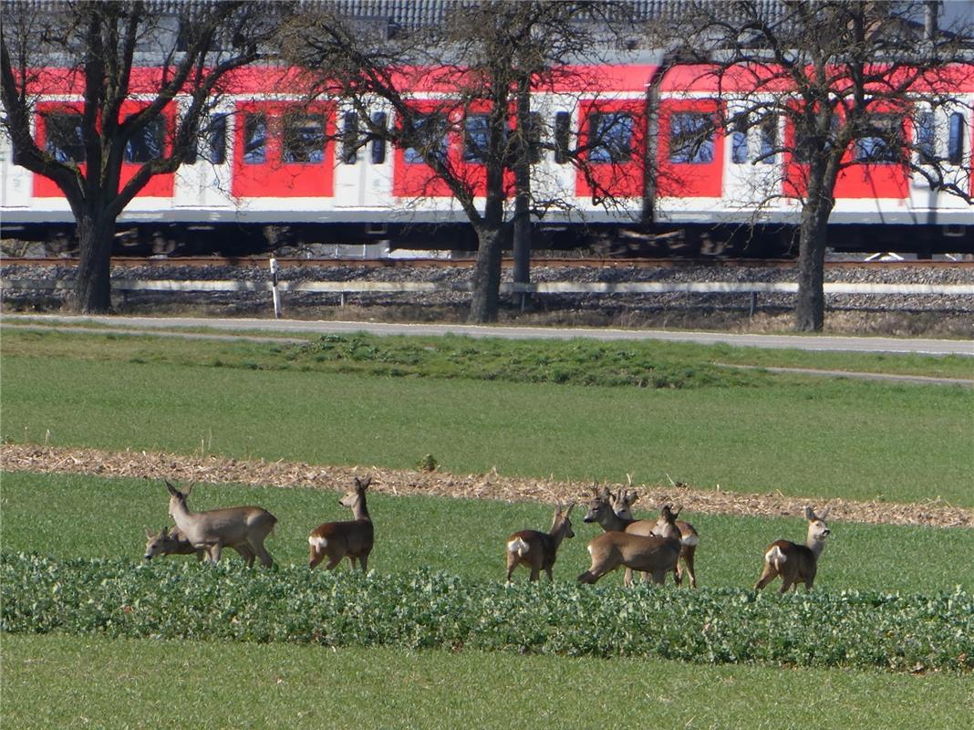 Natur und Technik hat der Nufringer Peter Riethmüller auf diesem Foto festgehalt...