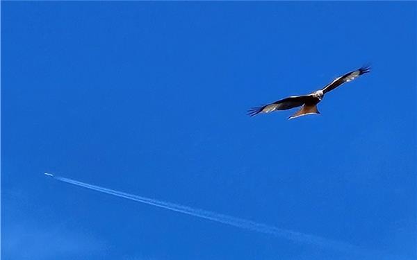 Natur und Technik, zwei Flieger am Himmel (ein Jet und ein Rotmilan, fotografiert von Klaus Müller in Kuppingen)