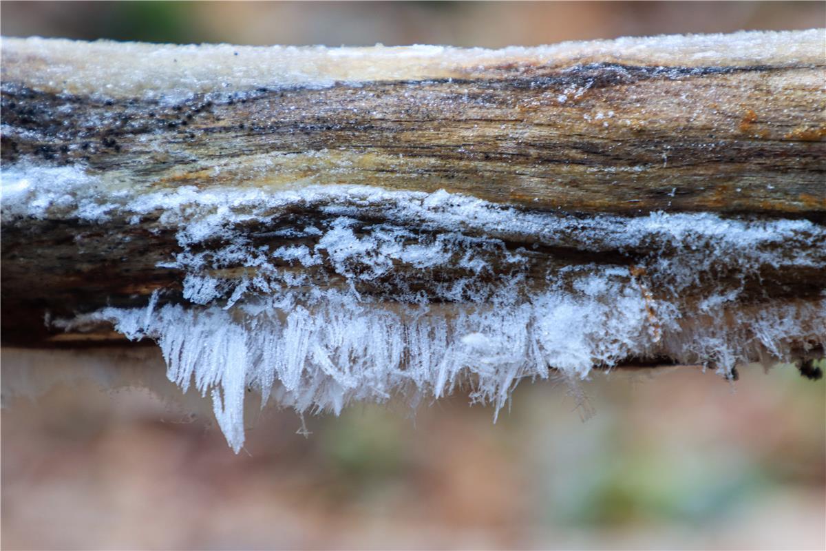 Naturphänomen – Haareis oder Eiswolle genannt. Von Natalie Politz aus Hildrizhau...