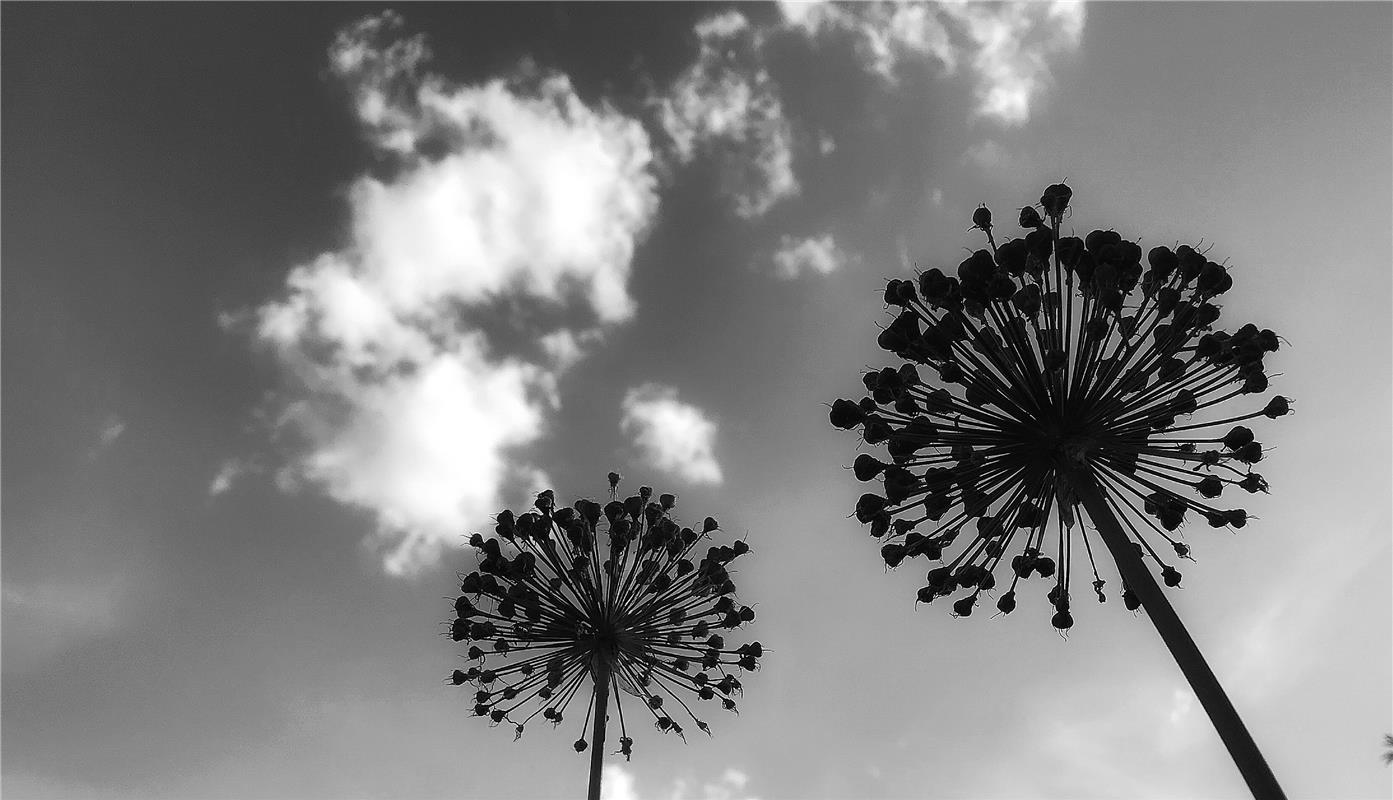 Naturschauspiel oder Zierlauch ragt in den Himmel - Anja Schnotz machte die Aufn...