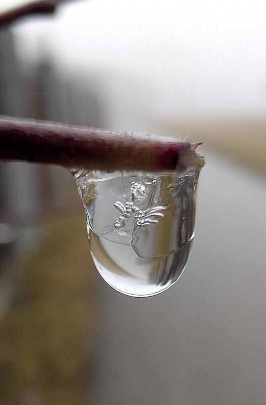 Nebeltropfen in Affstätt.   Von Eva Althoff-Nüßle aus Herrenberg.