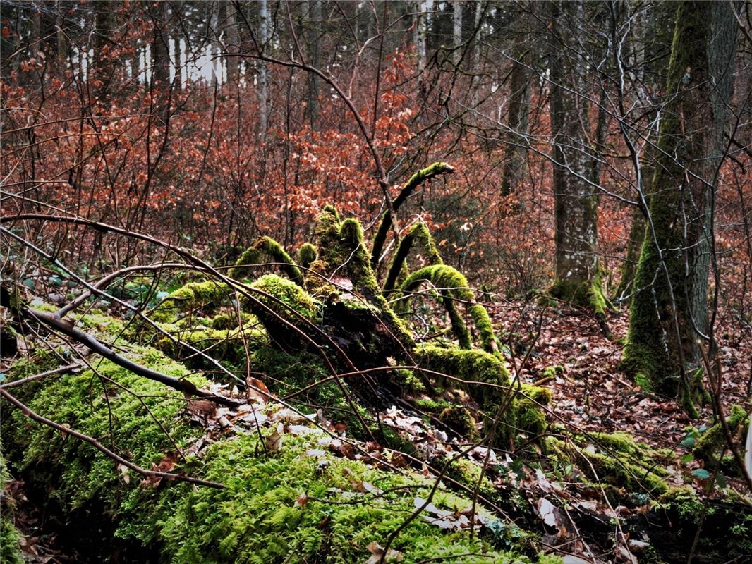 "Neue Spezies! Waldmoos-Spinne im Deckenpfronner Oberen Wald", sagt Jörg Scheure...