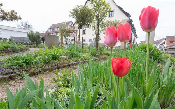 Neue freiwillige Helfer für „Elsas Bauerngarten“ gesucht