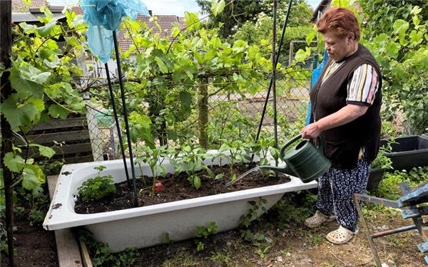 Neuer Zweck für alte Badewanne (Hochbeete für scharfe Chilibäume – gesehen in Gärtringen) GB-Foto: Bäuerle