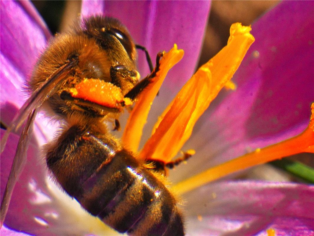 Nicht nur Bienen freuen sich über die ersten Frühlingsboten, weiß Alexander Weck...