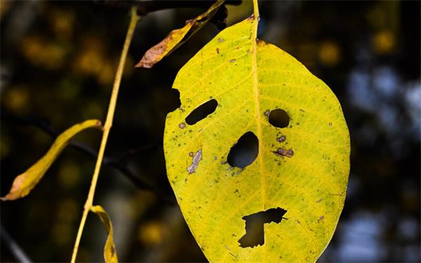 Nicht nur Kürbisse machen an Halloween mit (gesehen in Deckenpfronn) GB-Foto: Schmidt