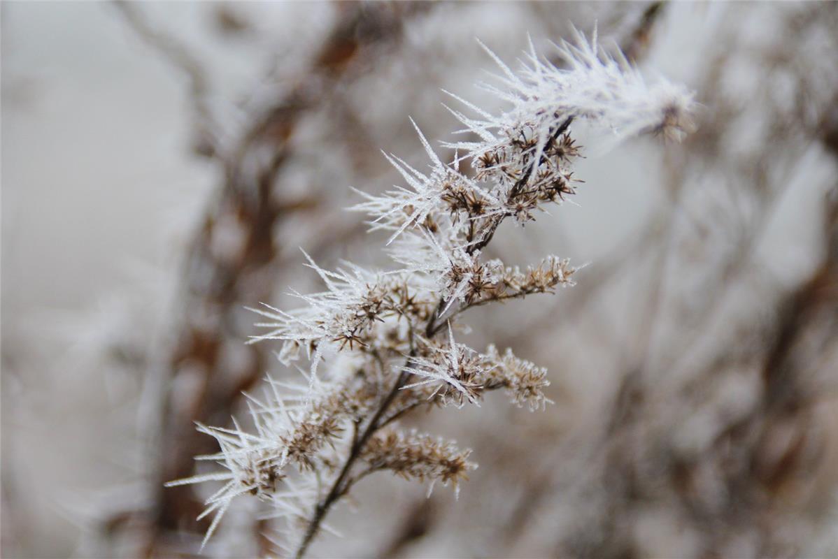 Nicht nur Rosen haben Stacheln, weiß Gundula Kleinert aus Herrenberg: "Im Winter...