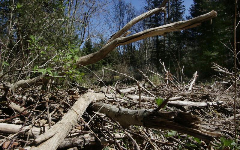Nicht nur gefälltes Holz entzündet sich leicht, sondern auch noch stehende Bäume, die unter der großen Trockenheit infolge der anhaltenden Trockenheit leiden. GB-Foto (Archiv): Bäuerle