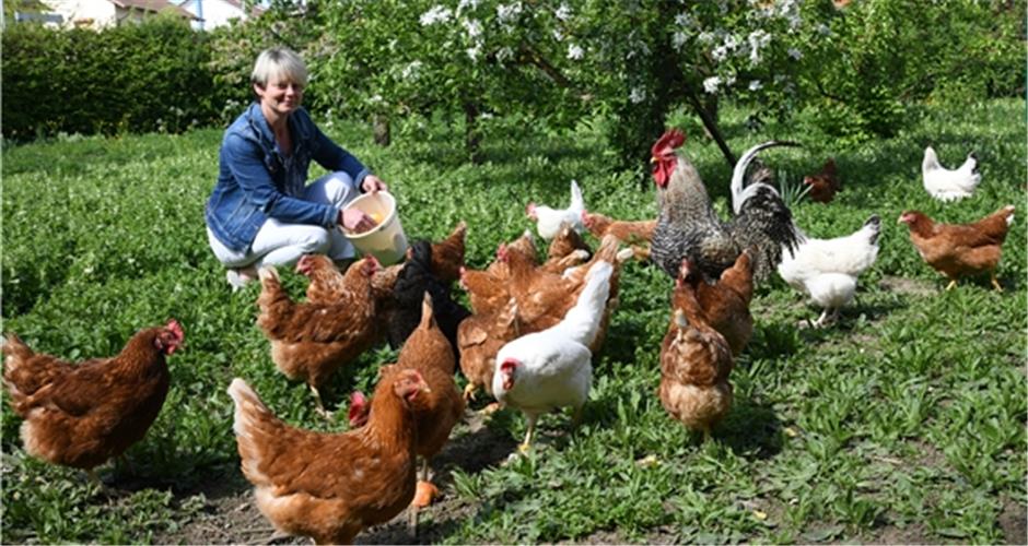 Nicole Riethmüller hält ihre Hühnerschar in der Gültsteiner Ortsmitte: „Da weiß man, was man hat“GB-Foto: Holom