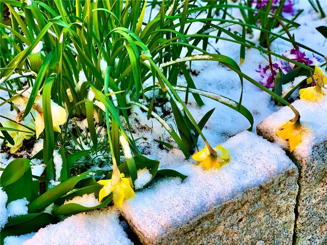 Noch ein Wintereinbruch - das fällt doch schwer..., weiß Minja Rollinson aus Gäu...