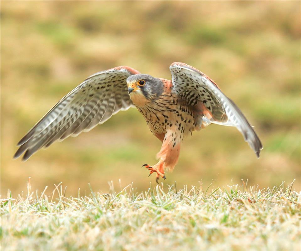 Noch ein paar Sonnenstrahlen auf dem eisigen Boden genießen ...  Von Natalie Pol...