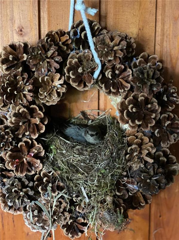 Noch ist die Rotkehlchen-Mutter beim Brüten. Sigrid Schmid aus Bondorf hat dies ...