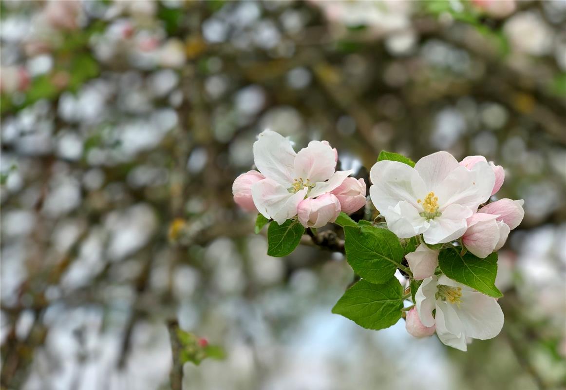 Noch sind die Apfelblüten rosa, doch bald werden die weiß, sagt die Gäufeldeneri...