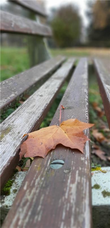 Nur ein herabfallendes Blatt hat auf der Bank im Park am Erholungsheim in Gültst...