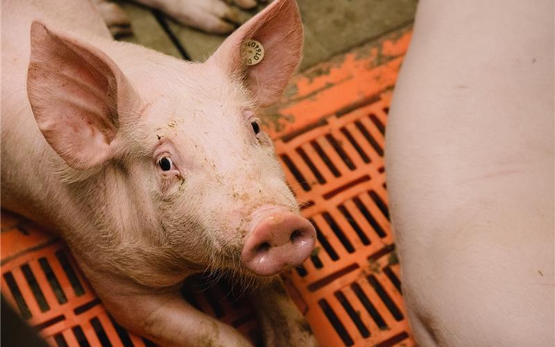 Ob Ferkelzucht oder Schweinemast: Die Arbeit im Stall ist kein 08/15-Job. GB-Foto: gb