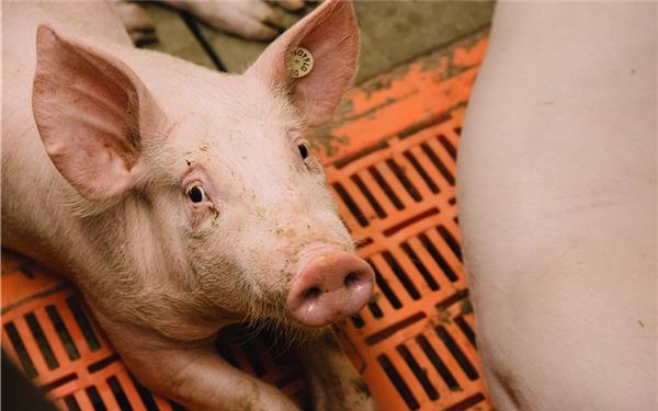 Ob Ferkelzucht oder Schweinemast: Die Arbeit im Stall ist kein 08/15-Job. GB-Foto: gb