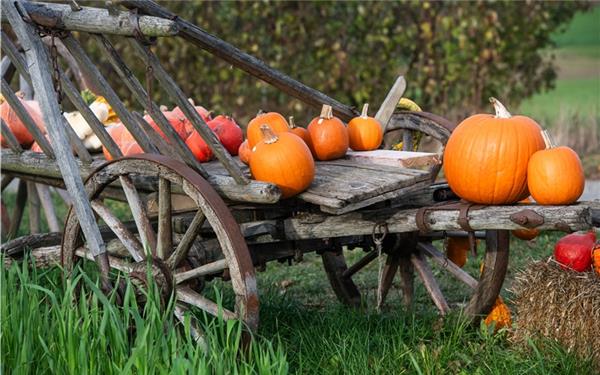 Ob geschnitzt, in Suppe oder einfach als Deko, der Kürbis gehört zum Herbst (gesehen in Nufringen) GB-Foto: Schmidt