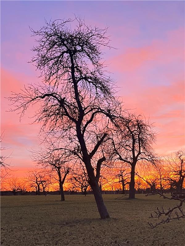 Obstwiese in Rohrau bei Sonnenuntergang. Von Sabine Steinmann aus Gärtringen.