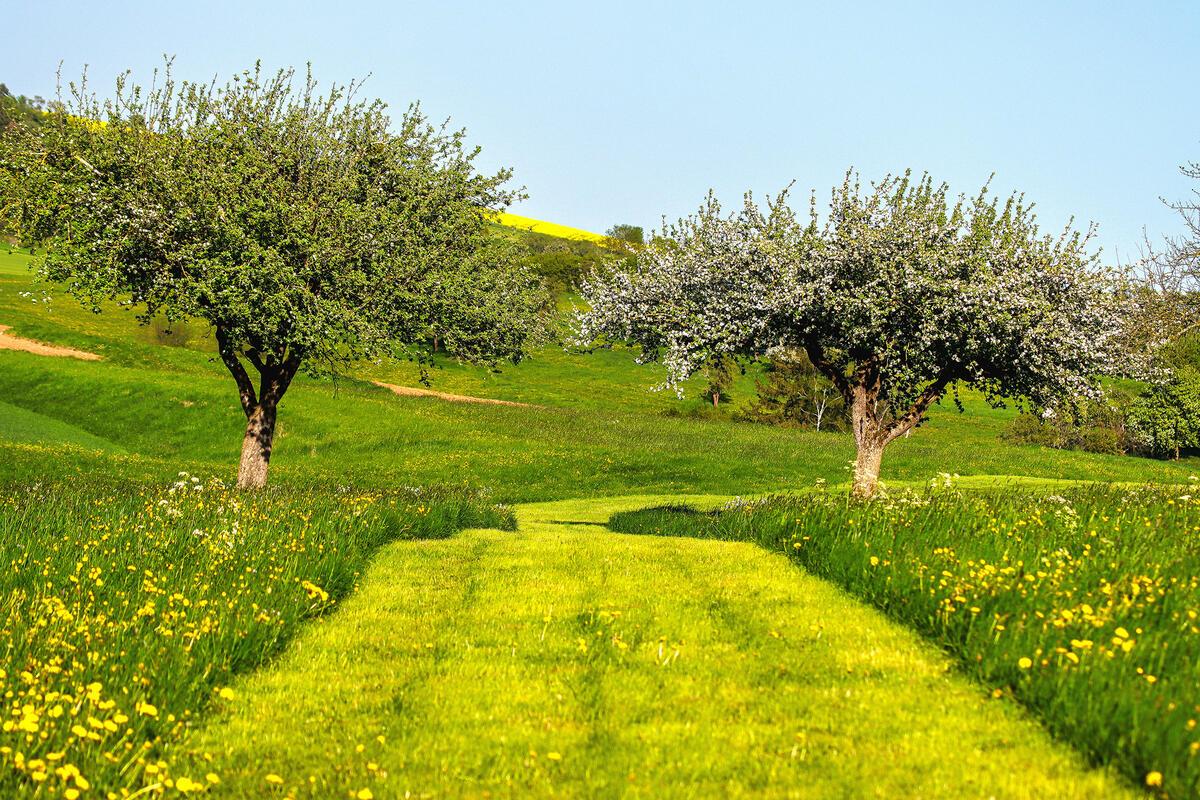 Obstwiese zur Blütezeit ...  Von Natalie Politz aus Hildrizhausen.