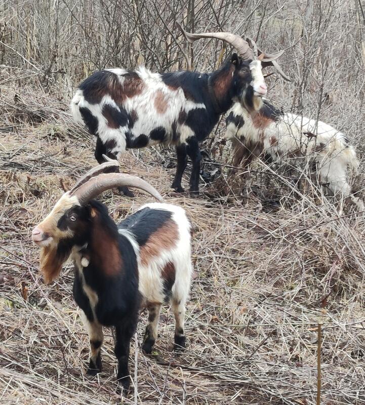 Ökologische Aufwertung des Buchgrabens. Von Helmut Aichele.
