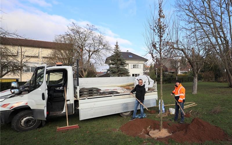 Fortis stiftet zwei Bäume für Otto’schen Garten