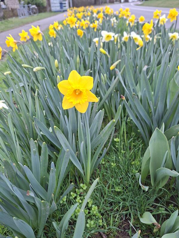 Osterglocken – Narzissen: Heute habe sehr gefreut mich, als die wunderschönen Os...