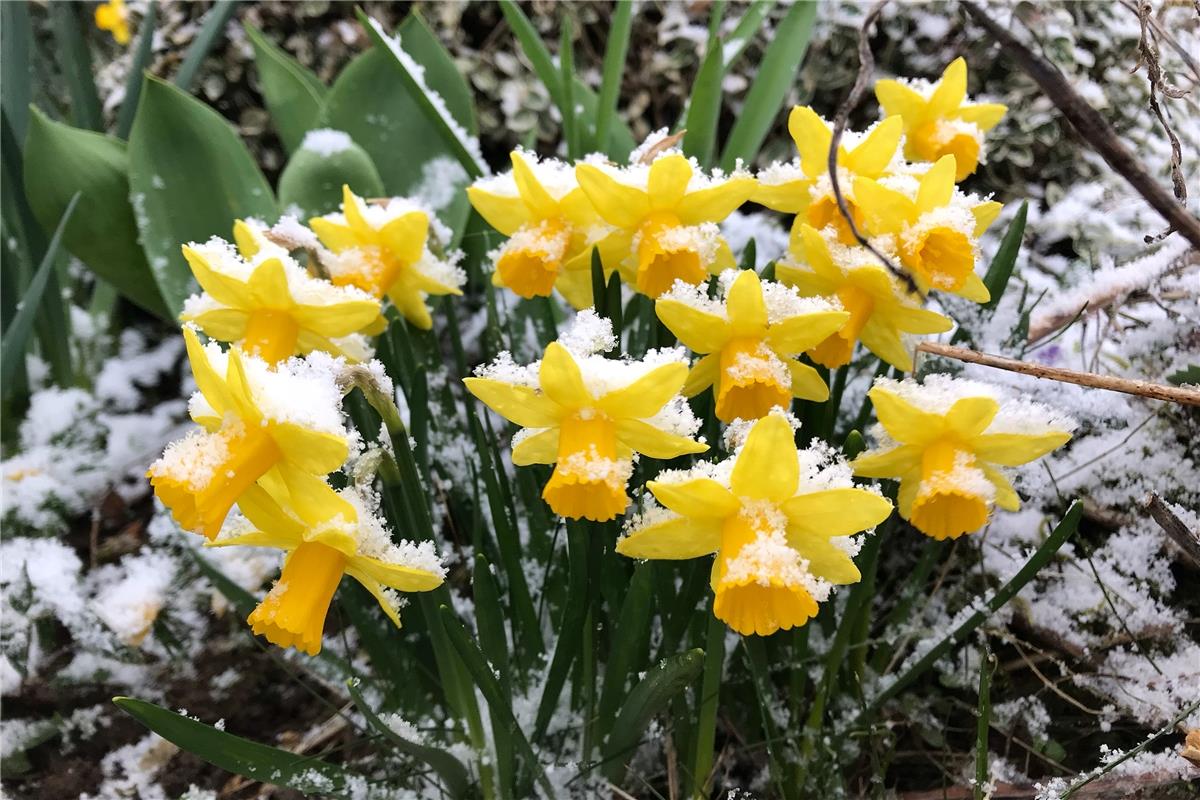 Osterglocken im Schnee, und das Ganze auch noch am Ostermontag - das hat Anja Sc...