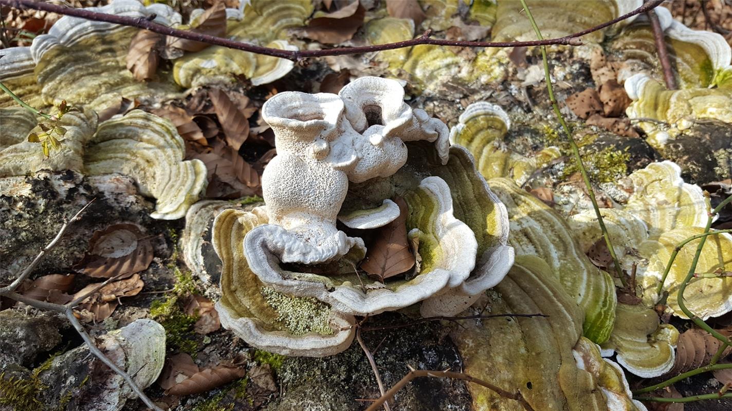 Otto  Gönner s Leserschnappschuss entstand im Wald bei Gärtringen: Naturkunst au...