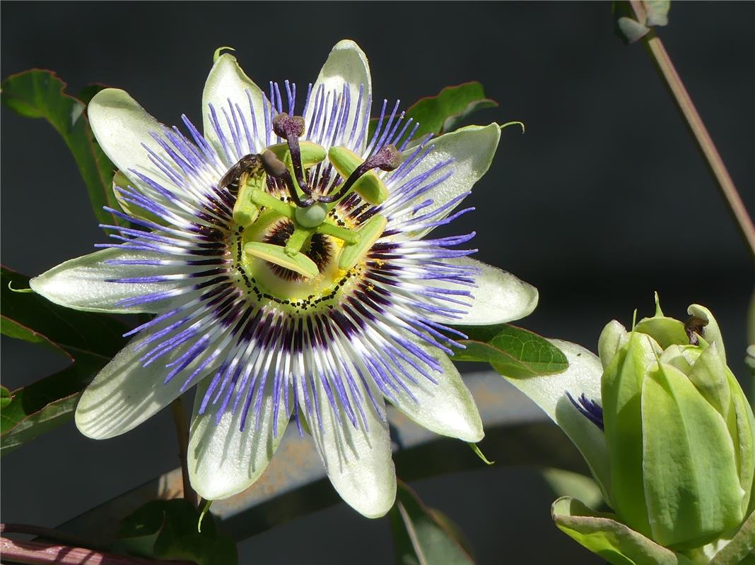 Passionsblume – erblüht an heißen Tagen in Gärtringen.  Von Walter Bader aus Gär...