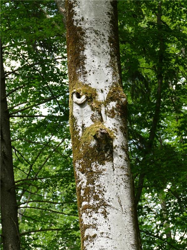 Patricia Castillo aus Herrenberg hat im Schönbuch dieses Baumgesicht entdeckt. 