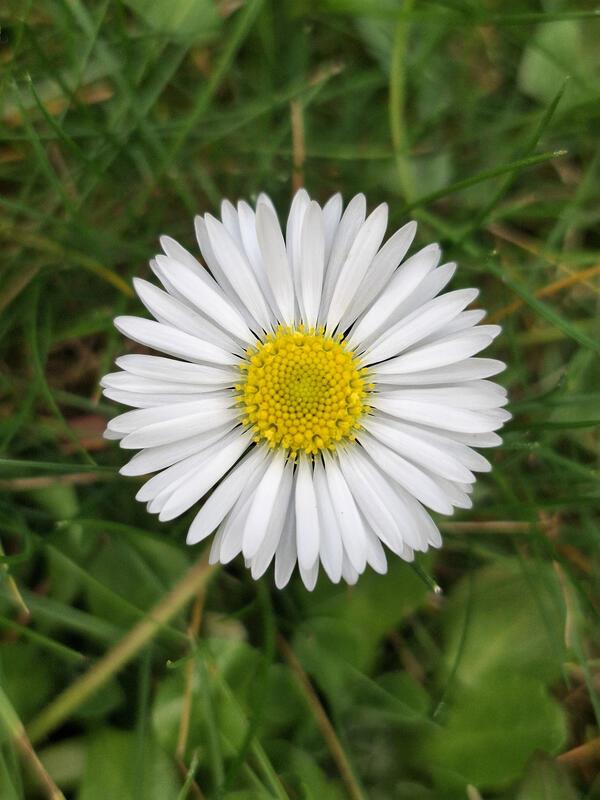 Perfektion der Natur.  Von Stefanie Dietz aus Mötzingen.