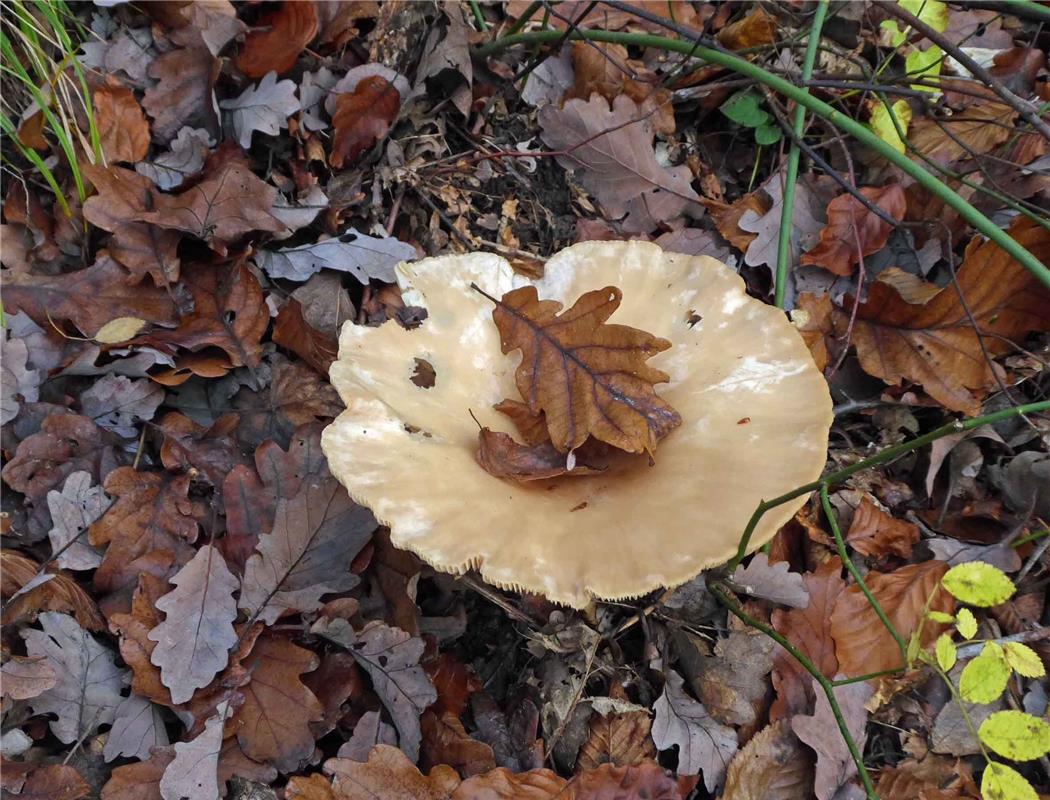 Peter Tolksdorf sieht im Herrenberger Stadtwald den Abschied vom Herbst eingeläu...