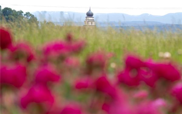 Pfingstgrüße durch die Blume (fotografiert von Michael Suhm aus Rohrau)