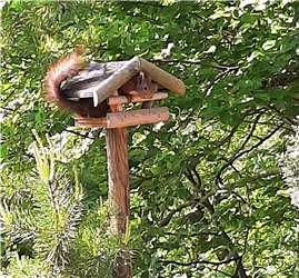 Der etwas "andere" Vogel holt sich sein Futter.
Von Doris Süsser aus Deckenpfronn.