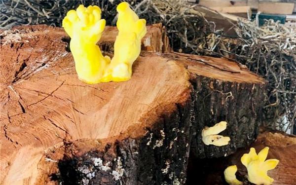 Pilze an Zwetschgenholz: Die Natur erschafft fantasievolle Wunderwerke(fotografiert von Jürgen Löffler aus Gärtringen)
