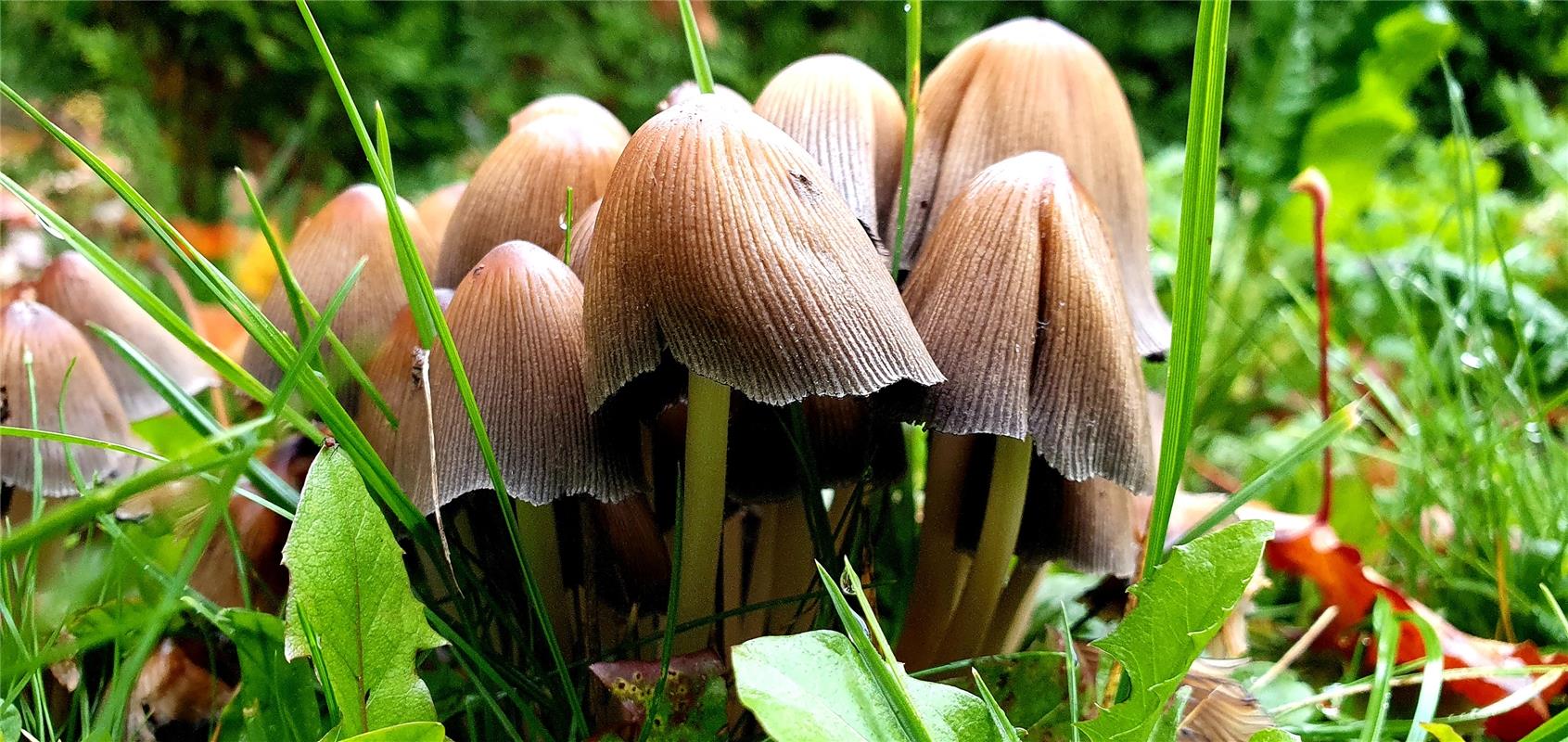 Pilze stehen Spalier für Gabi Brenner aus Herrenberg.